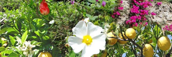 die wunderschöne Blüte von Ischia 