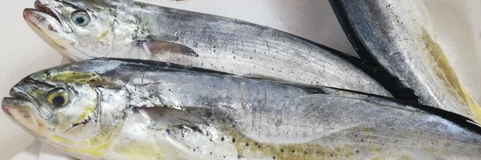 Lampuga der Lotsenfisch