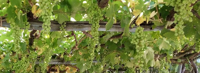 Pergola mit Weinreben auf Ischia