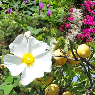 die wunderschöne Blüte von Ischia 
