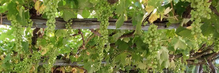 Pergola mit Weinreben auf Ischia