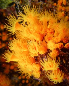 Amalfiküste Tauchen Gorgonie 