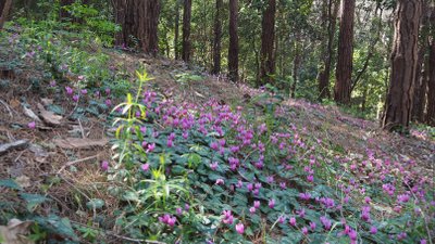 Alpenveilchen in Blüte im Wald von Casamicciola Terme