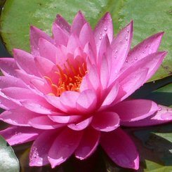 Seerose im botanischen Garten La Mortella Ischia