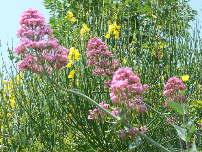 Ginster und rote Spornblumen