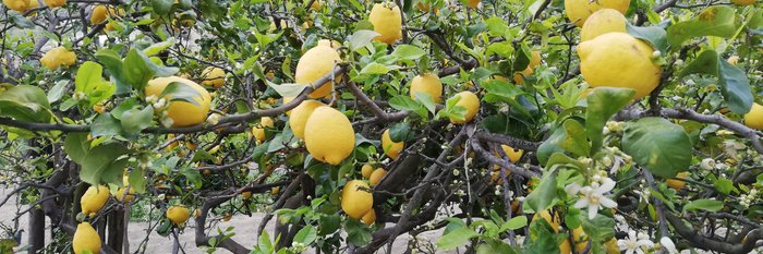 Zitronenhaine Amalfi