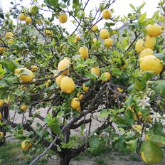 Zitronenhaine Amalfi