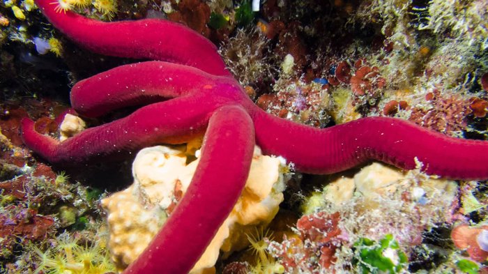 Amalfiküste Tauchen