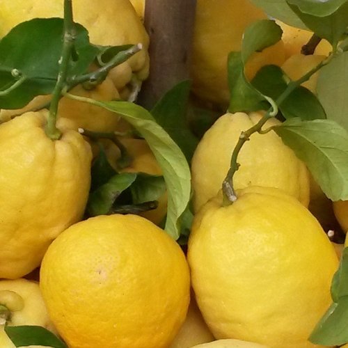 Frische Zitronen