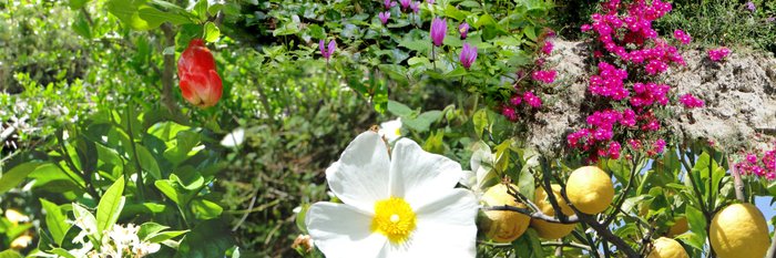 die wunderschöne Blüte von Ischia 