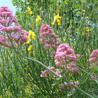 Ginster und rote Spornblumen