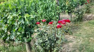 Weinreben mit Rosen