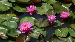 Ninfee botanische Garten La Mortella Ischia