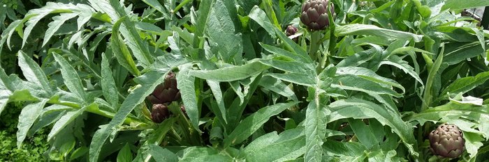 Artischocken, Ischia Wandern Bildgalerie