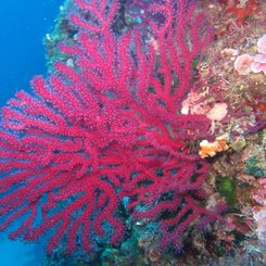 Rote Gorgonie 