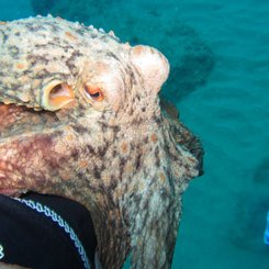 Oktopus-Kraken