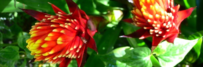 botanischer Garten La Mortella, Ischia, Ischia Sorrent Reise