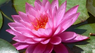 Seerose im botanischen Garten La Mortella Ischia