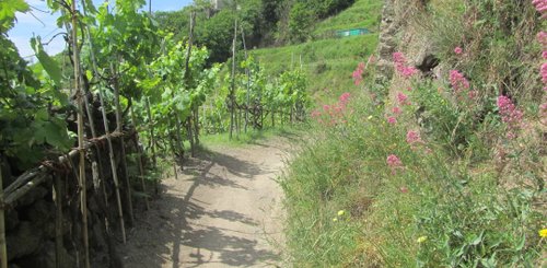 Wanderweg auf Ischia durch Weinberge