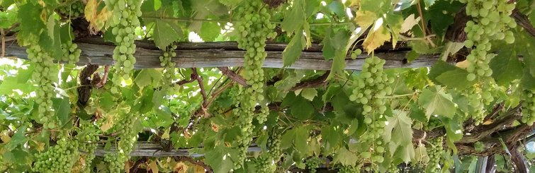 Pergola mit Weinreben auf Ischia