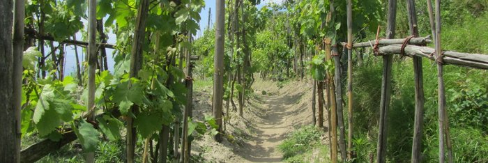 Tageswanderung auf Ischia, Wanderung durch Weinberge 