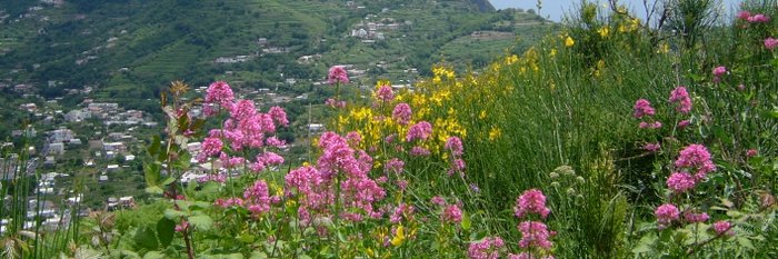 Ischia Wandern Rote Spornblumen und Ginster in Blüte Wanderweg auf Ischia