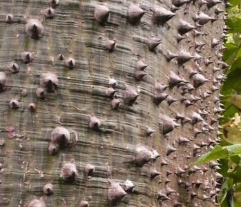 Chorisia speciosa Florettseidenbaum im botanischen Garten La Mortella Ischia
