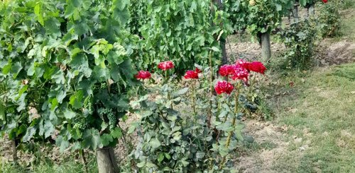 Weinreben mit Rosen