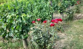 Weinreben mit Rosen