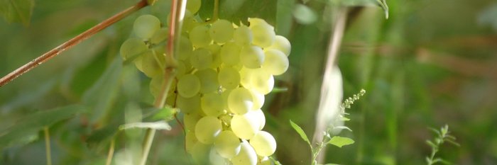 Weintrauben Biancolella auf Ischia