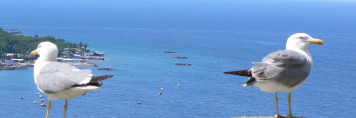 Wunderschöne Aussichten in alle Richtungen......Ischia Wandern Bildgalerie
