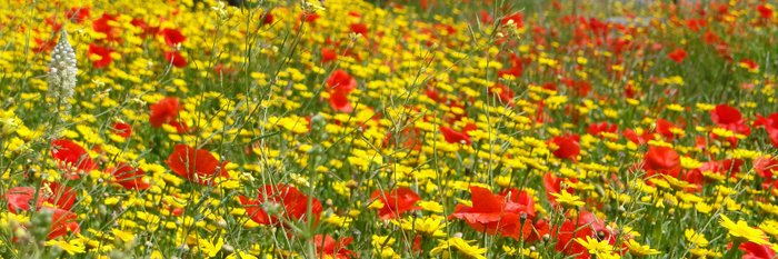 die Blüte von Ischia im Mai mit Klatschmohn 
