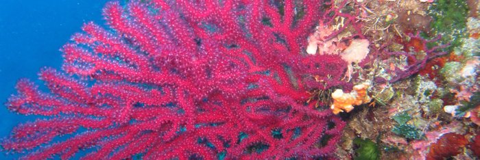 Rote Gorgonie 