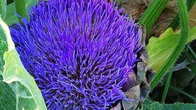 die Blüte eine Artischocke auf Ischia