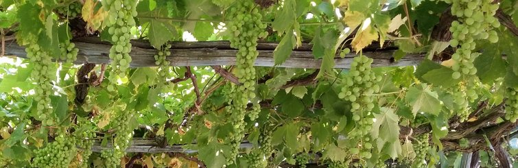 Pergola mit Weinreben auf Ischia