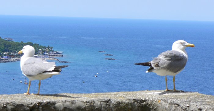 Wunderschöne Aussichten in alle Richtungen......Ischia Wandern Bildgalerie