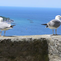 Wunderschöne Aussichten in alle Richtungen......Ischia Wandern Bildgalerie