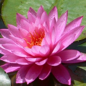 Seerose im botanischen Garten La Mortella Ischia