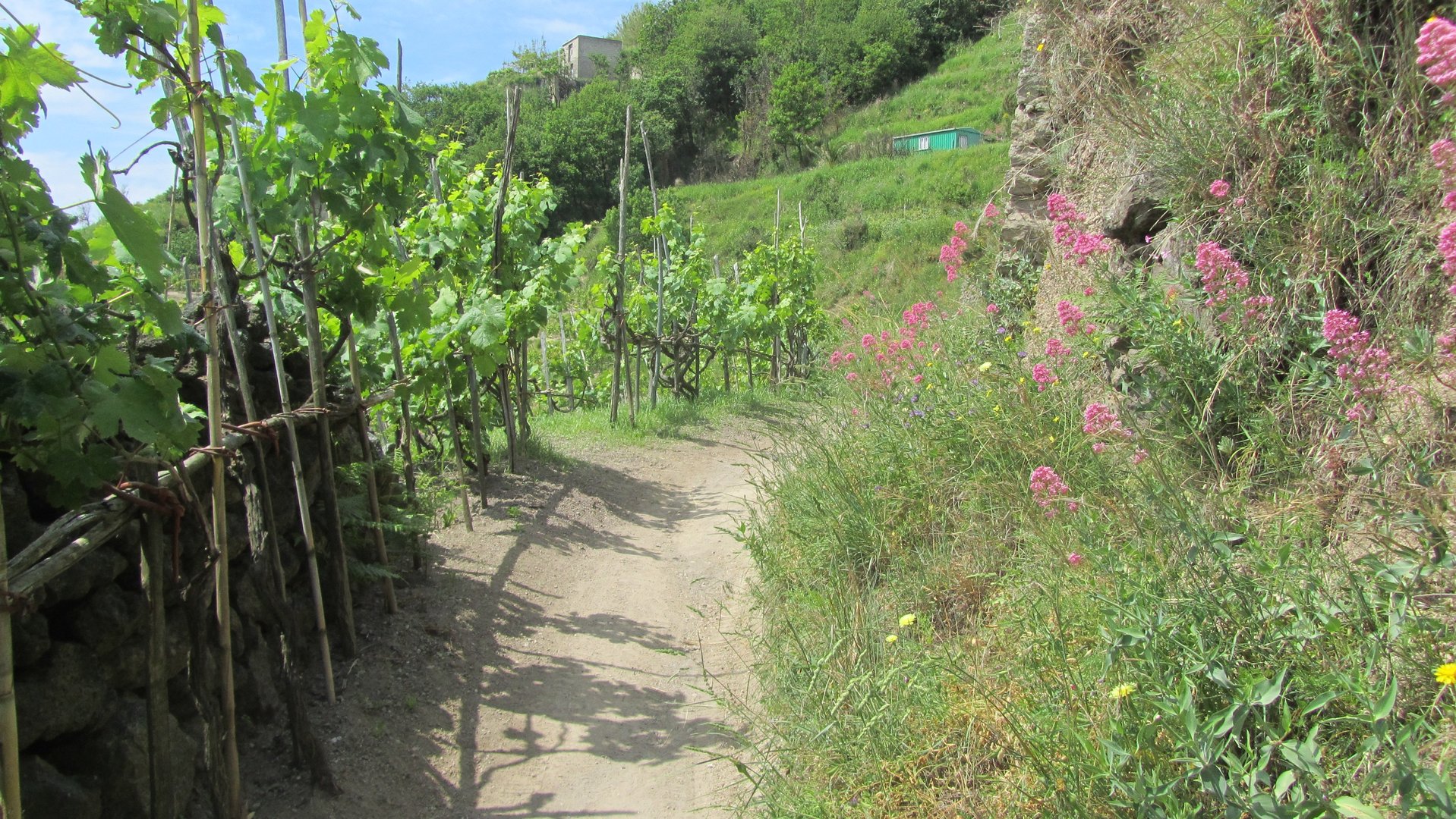 Wanderwege auf Ischia - Wanderungen mit Wanderführer auf Ischia