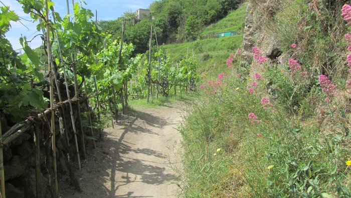 Wanderweg auf Ischia durch Weinberge