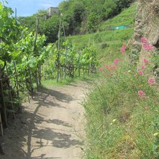 Wanderweg auf Ischia durch Weinberge