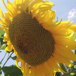 Sonnenblumen, Ischia Wandern Bildgalerie