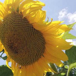 Sonnenblumen, Ischia Wandern Bildgalerie