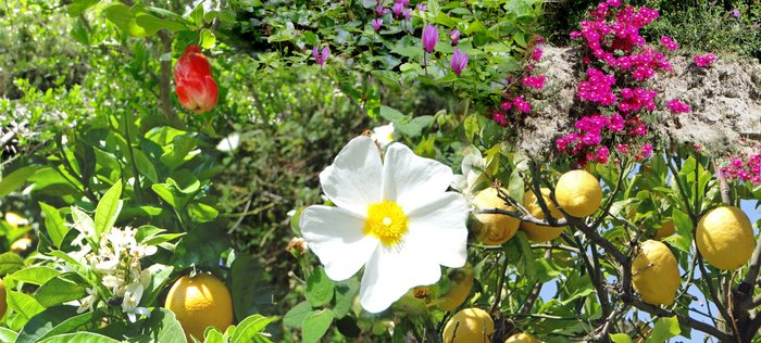 die wunderschöne Blüte von Ischia 