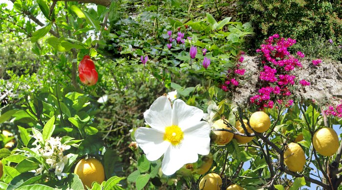die wunderschöne Blüte von Ischia 