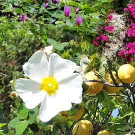 die wunderschöne Blüte von Ischia 
