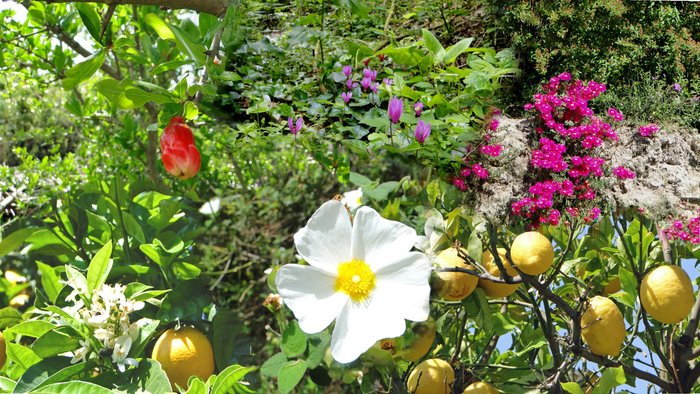 die wunderschöne Blüte von Ischia 