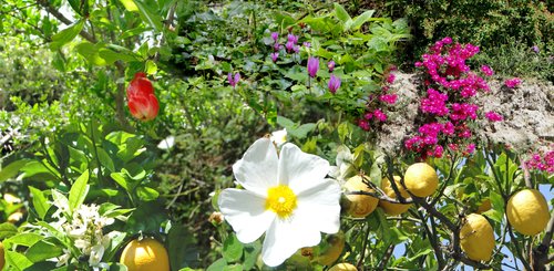 die wunderschöne Blüte von Ischia 