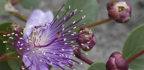 Kapern in Blüte auf einem Wanderweg auf der Insel Ischia