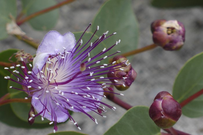 Kapern in Blüte auf einem Wanderweg auf der Insel Ischia